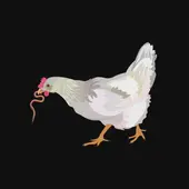 2025年属鸡运势全解析：财运爆发三大秘诀