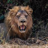 狮子座2024年有三喜(星象预测财运、感情、事业齐飞)