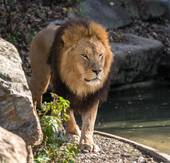 狮子座的性格特点(自信、热情、领袖气质)