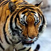 属虎的2023年多少岁(猛虎再现岁数如何计算)