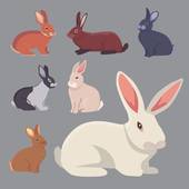 2023年兔年名字男孩(如何选择最佳的兔年宝宝名字)